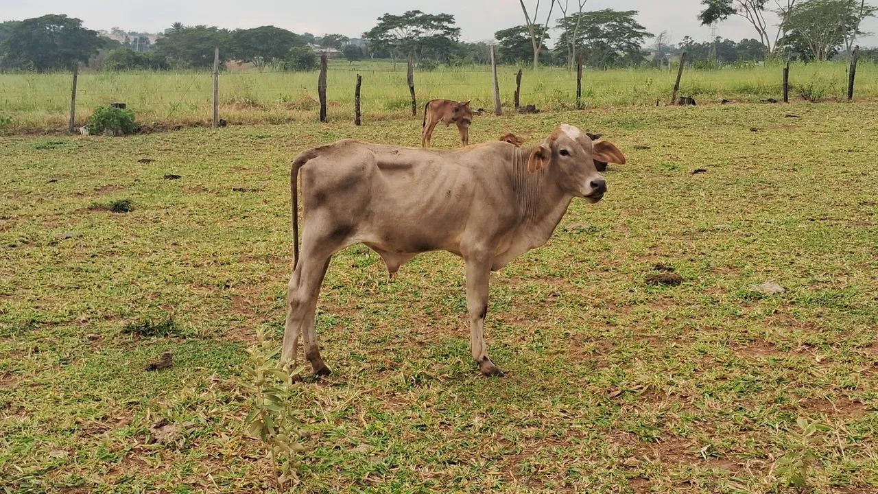 VENDE-SE BEZERROS MACHOS MANSINHOS  - Foto 4