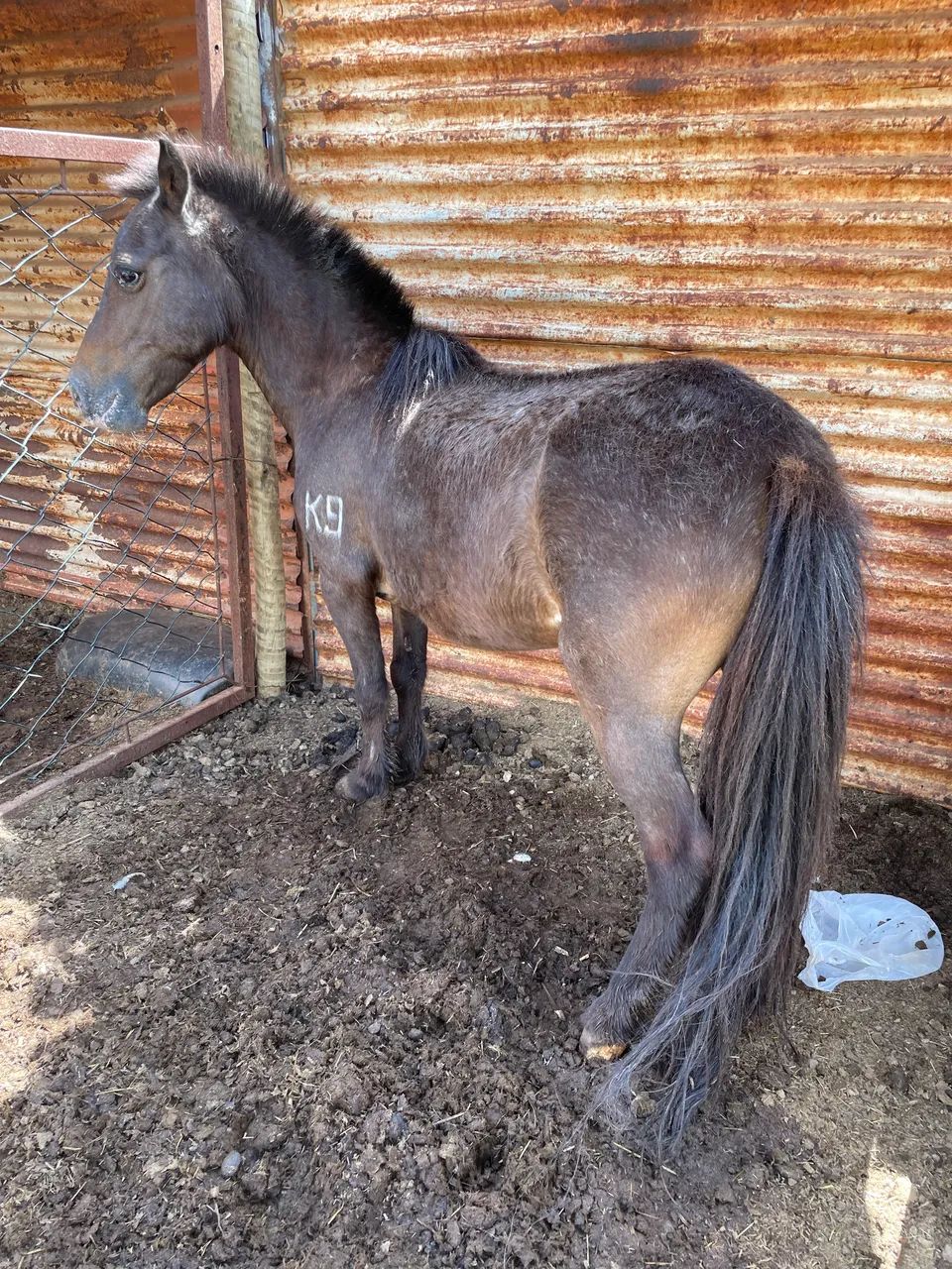 MINI PONEI COM CHARRETE  - Foto 2