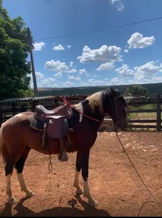 Cavalo pampa inteiro macha picada  - Foto 2