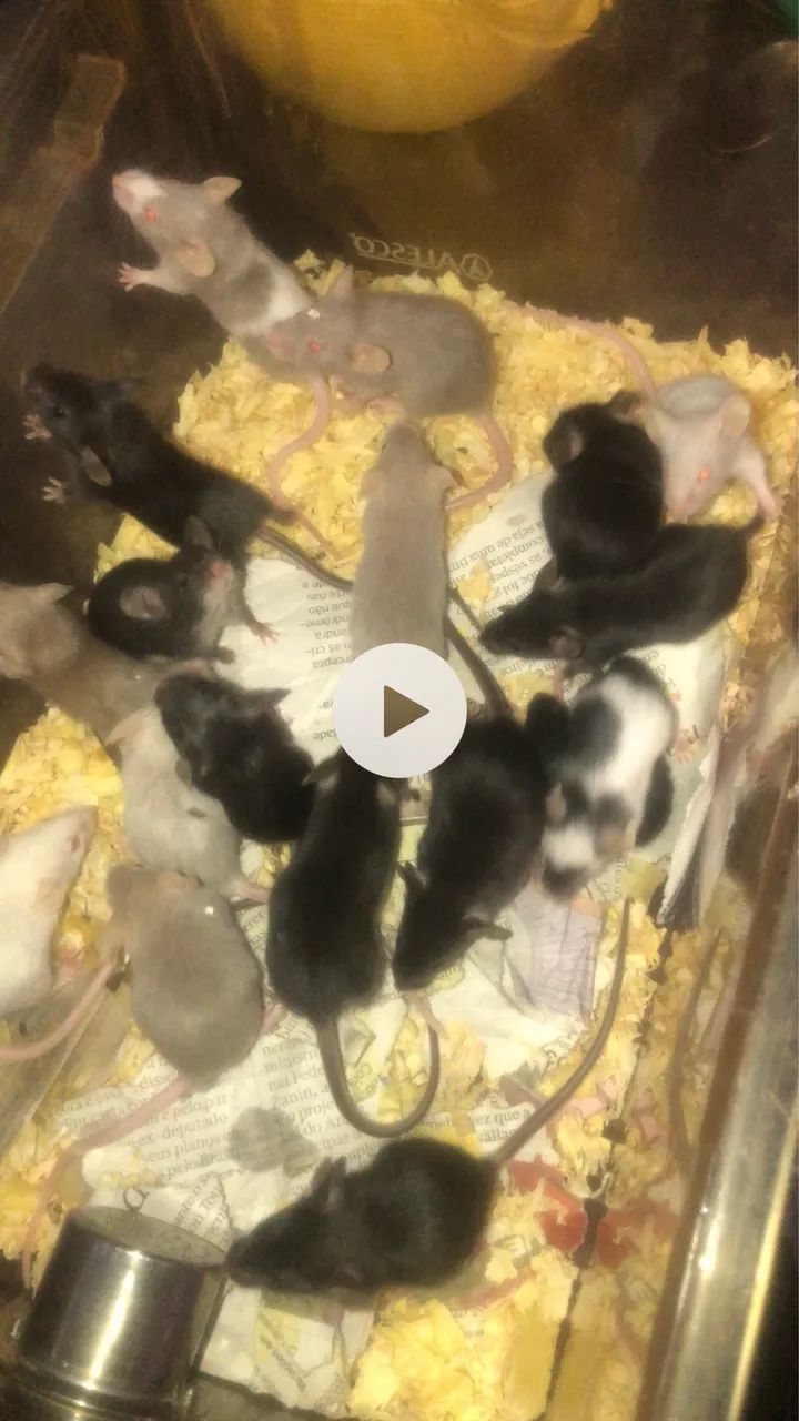 Camundongo suíço  - Foto 2