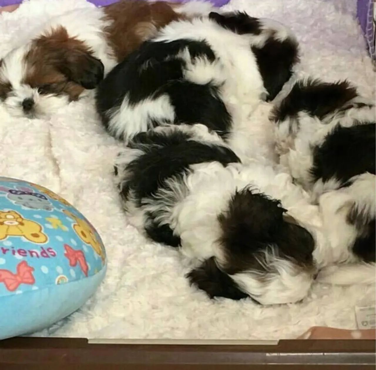 Shih Tzu filhotes mini diversas cores ac cartão  - Foto 4