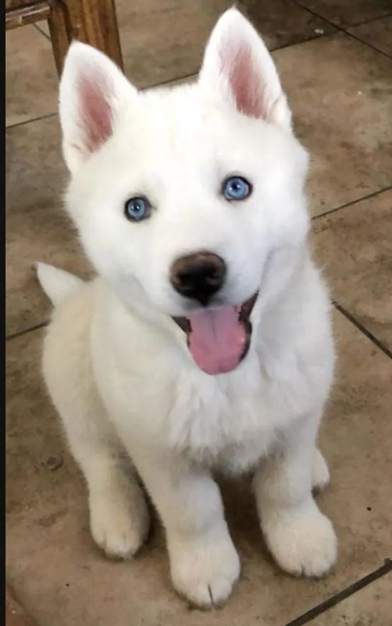 Filhote Husky Siberiano