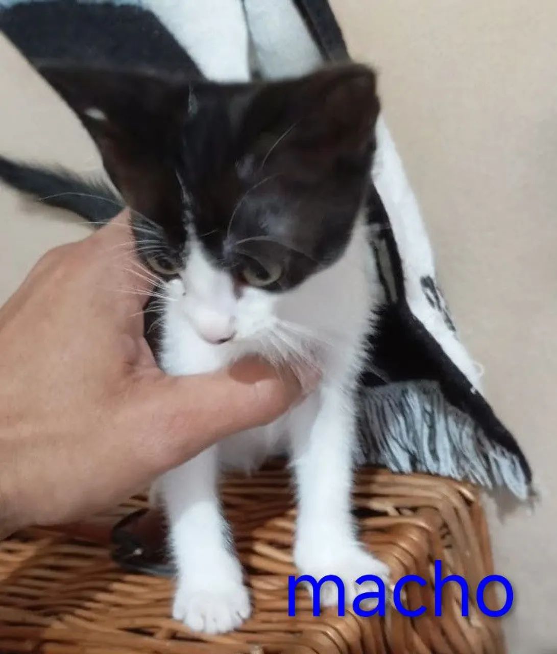 Gatinhos para Adoção - Foto 3