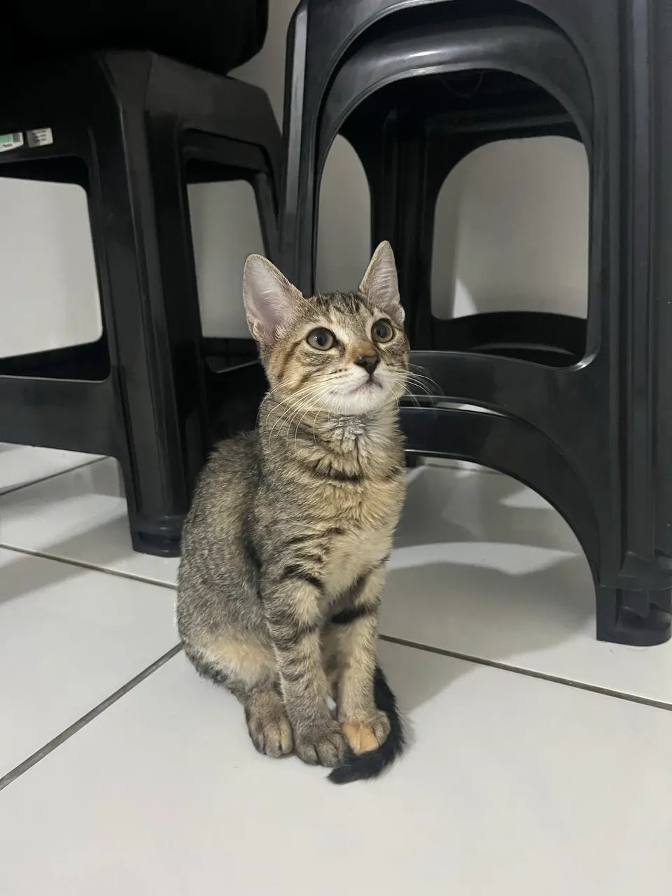 Gatinha para doação 