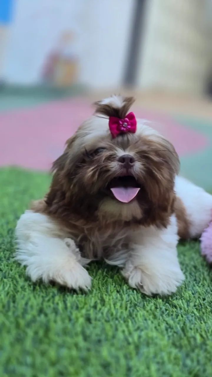 Shih Tzu disponível  - Foto 2