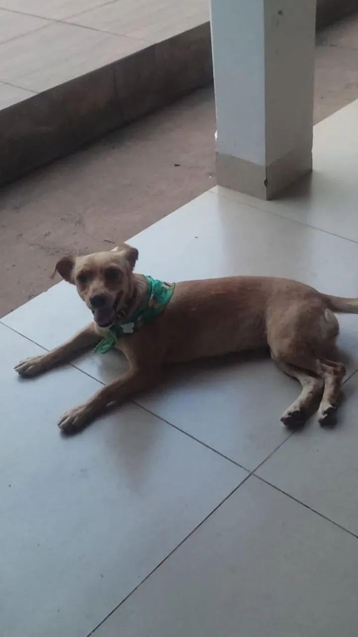Cãozinho adorável para adoção!