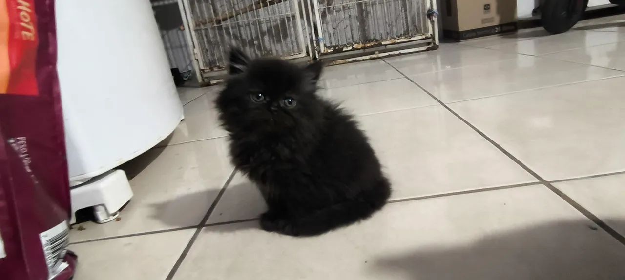 Gatinho Persa 