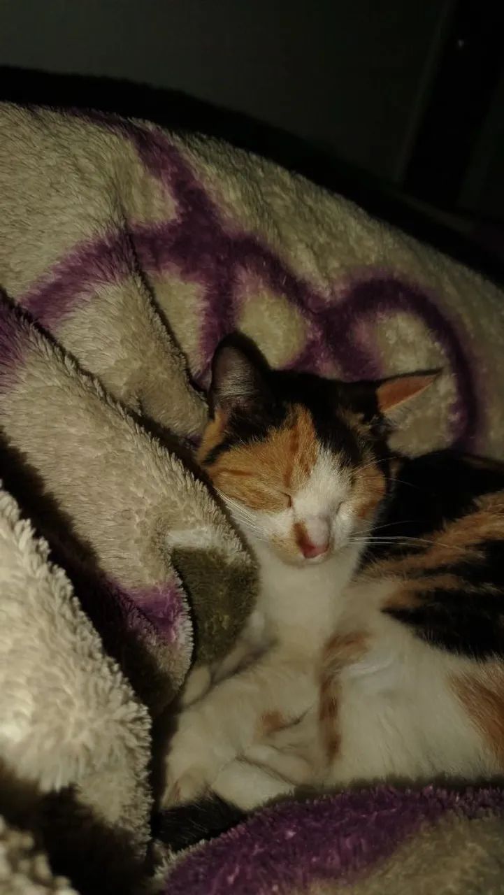 Gatinha Tricolor para Adoção