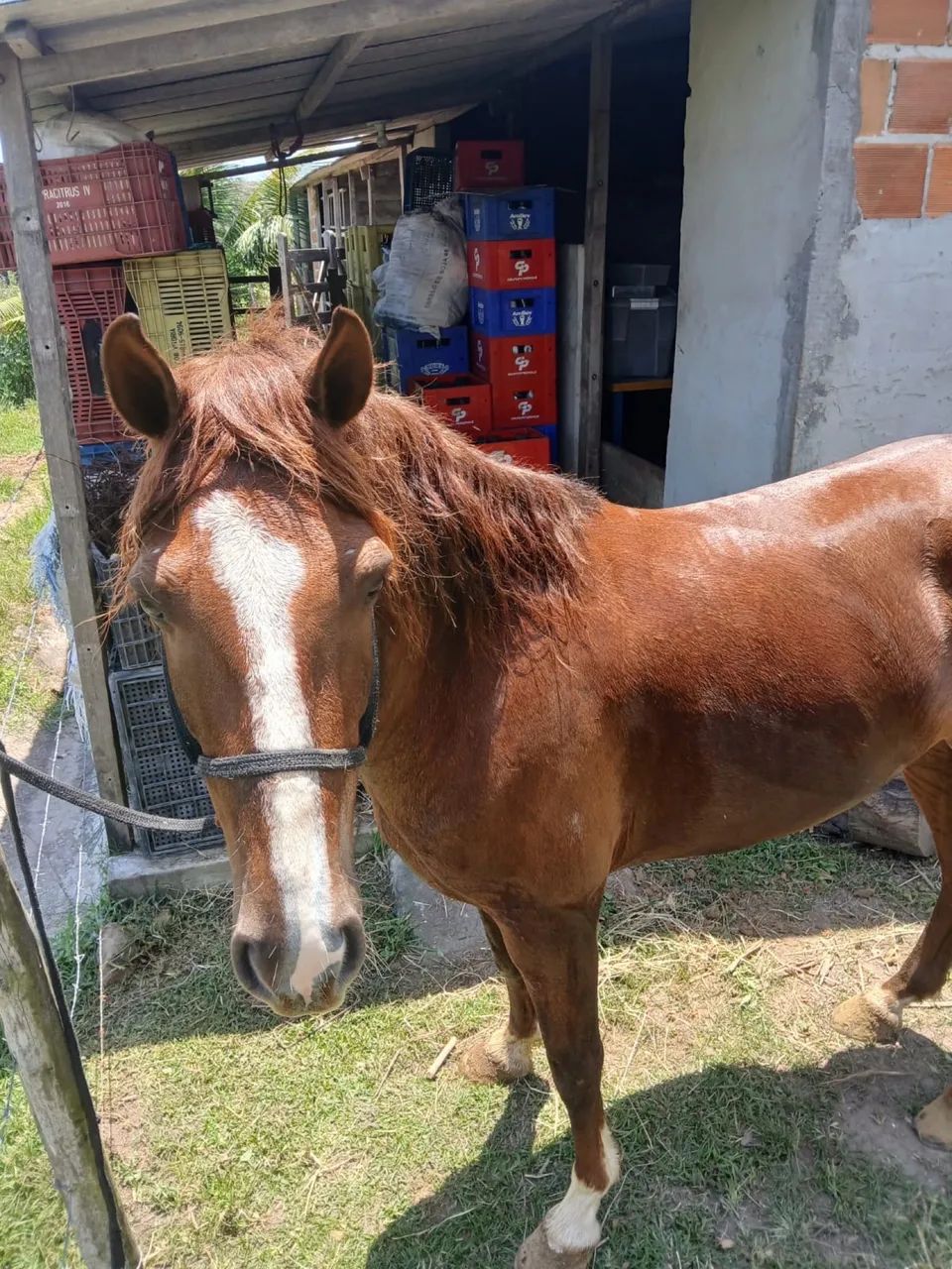 Cavalo novo pra vender logo místico mangalarga  - Foto 3