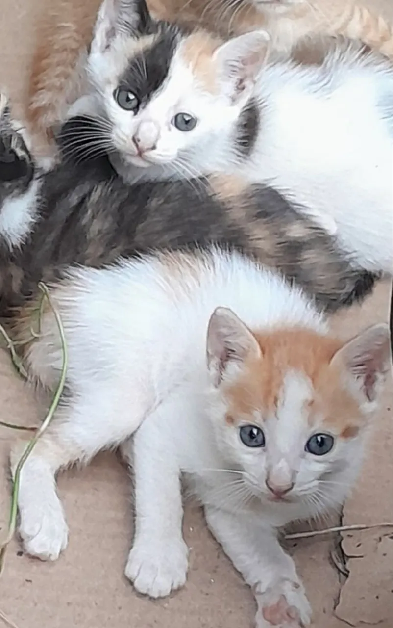 Gatinhas filhote para adoção!