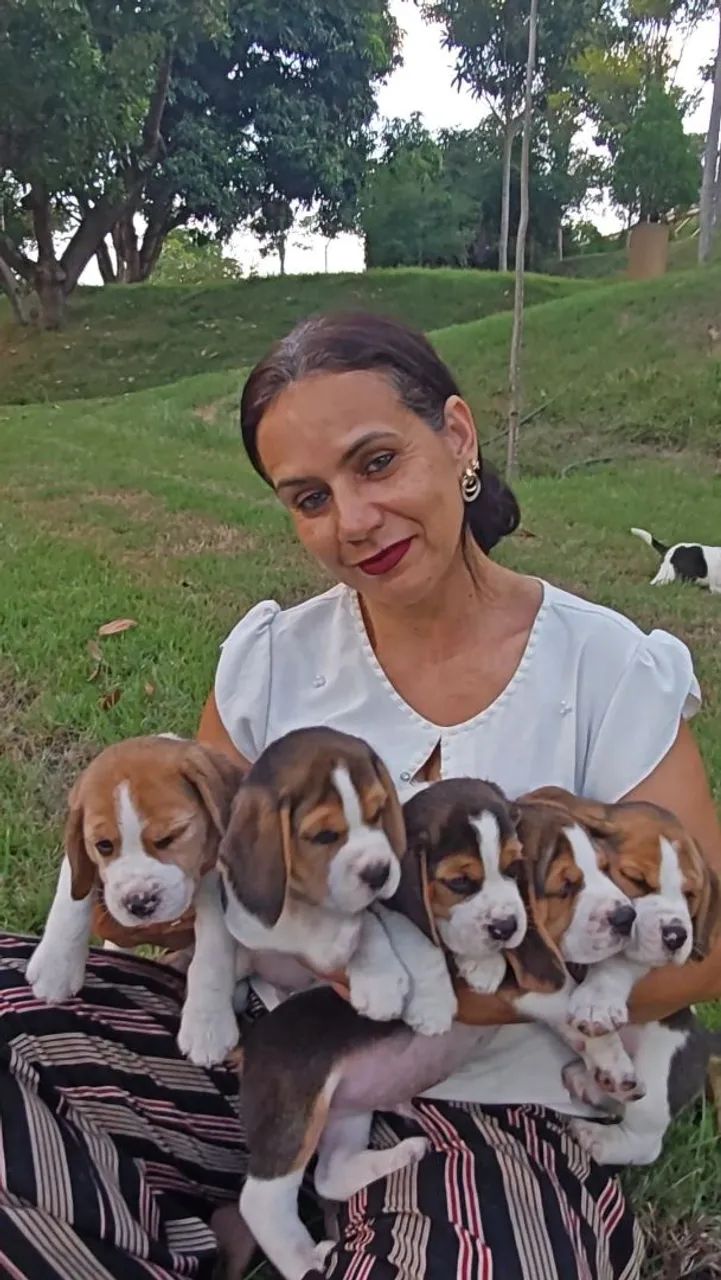 Filhotes de Beagle  - Foto 4