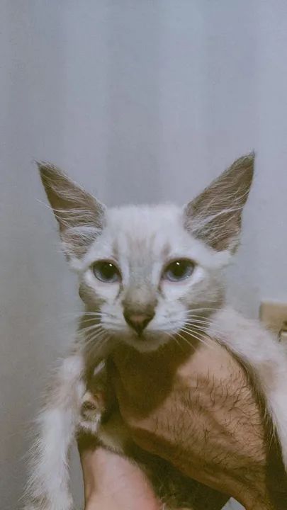 Gatinha branca e cinza disponível para adoção - Foto 2