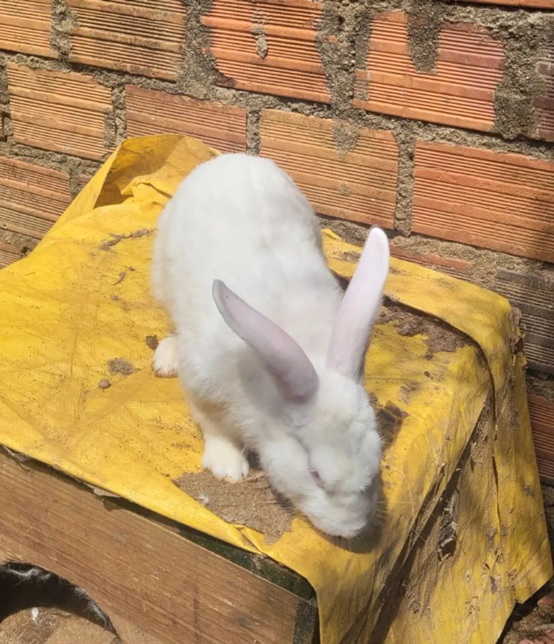 Coelho gigante de Flandres 