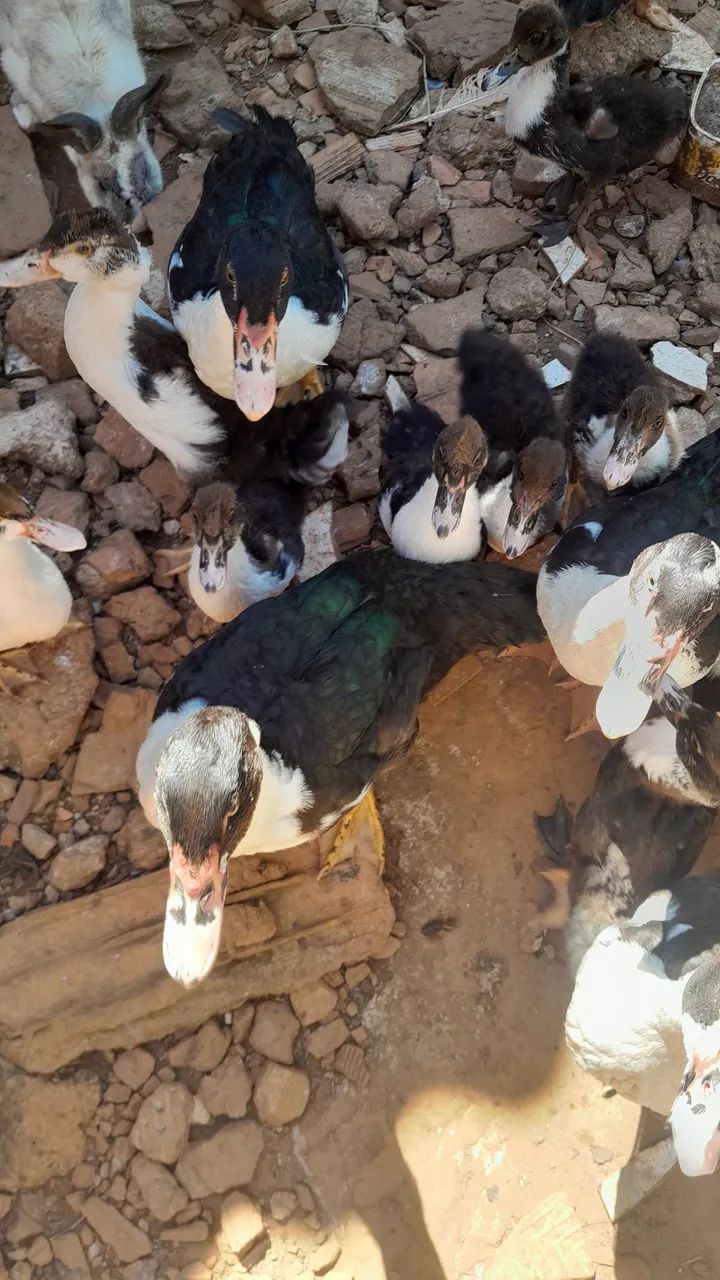 Patos
