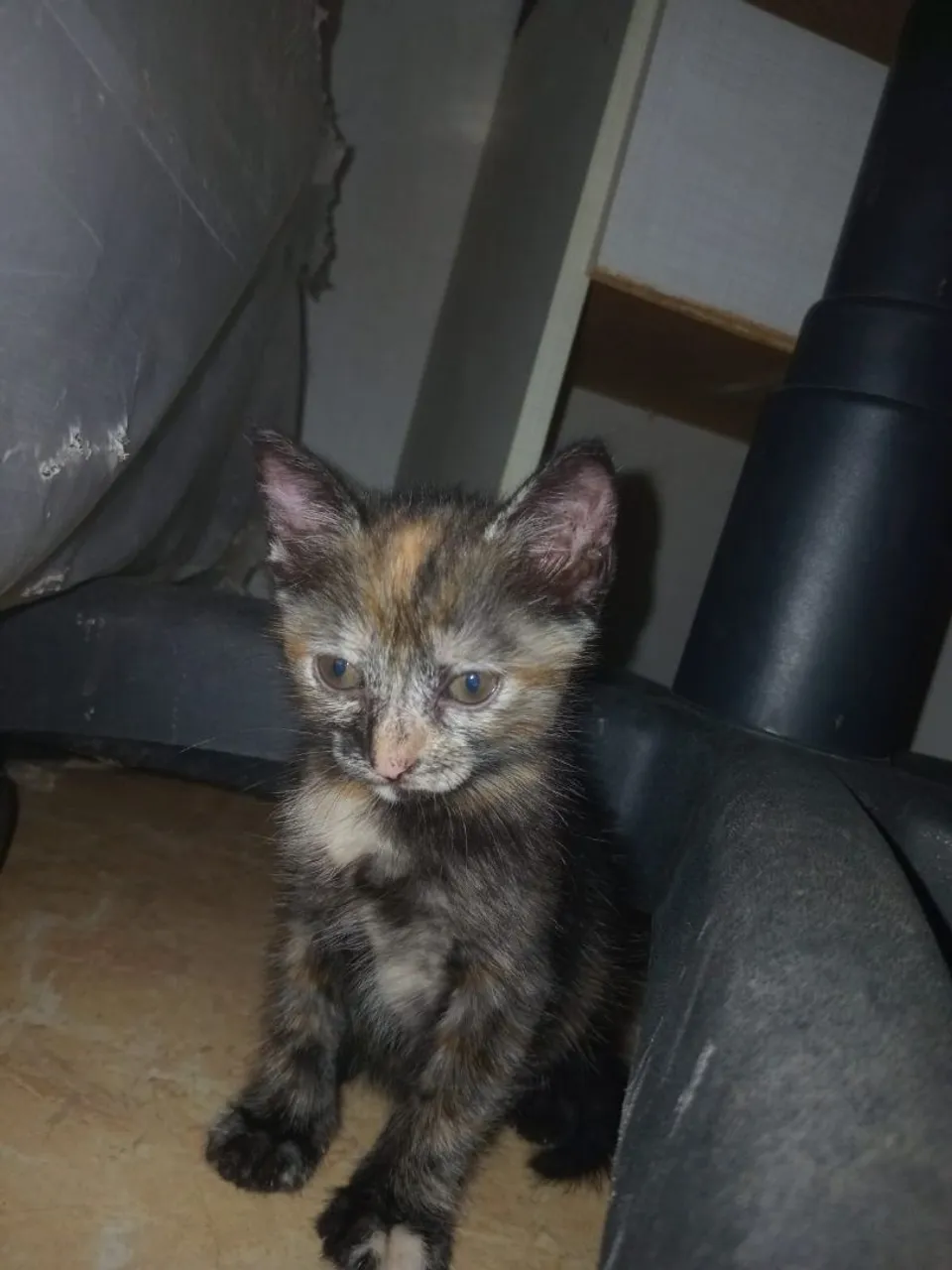 Gatinha Tortie para Adoção - Filhote Fofo