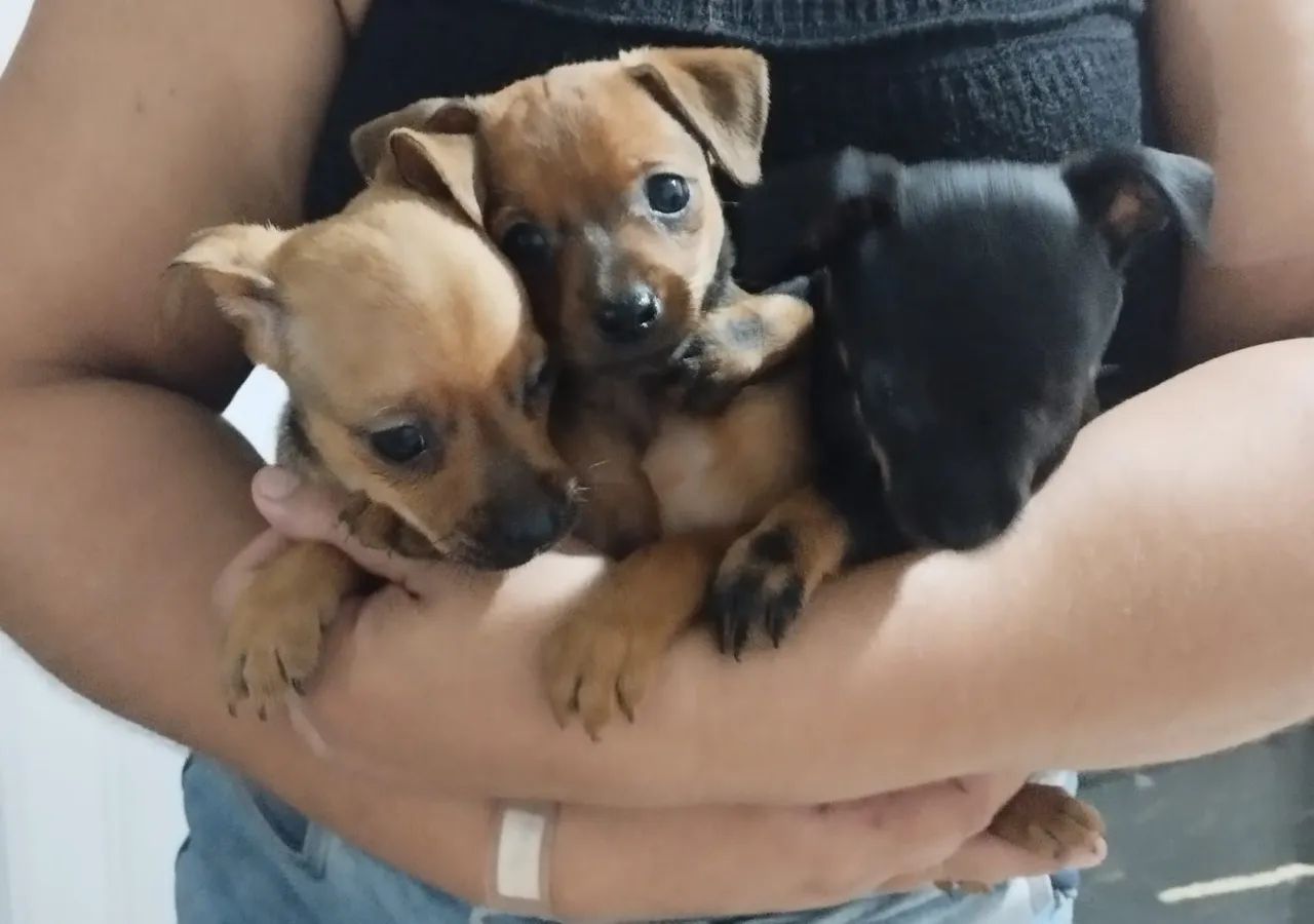 Filhotes de Pinscher - Lindos e Carinhosos! - Foto 4
