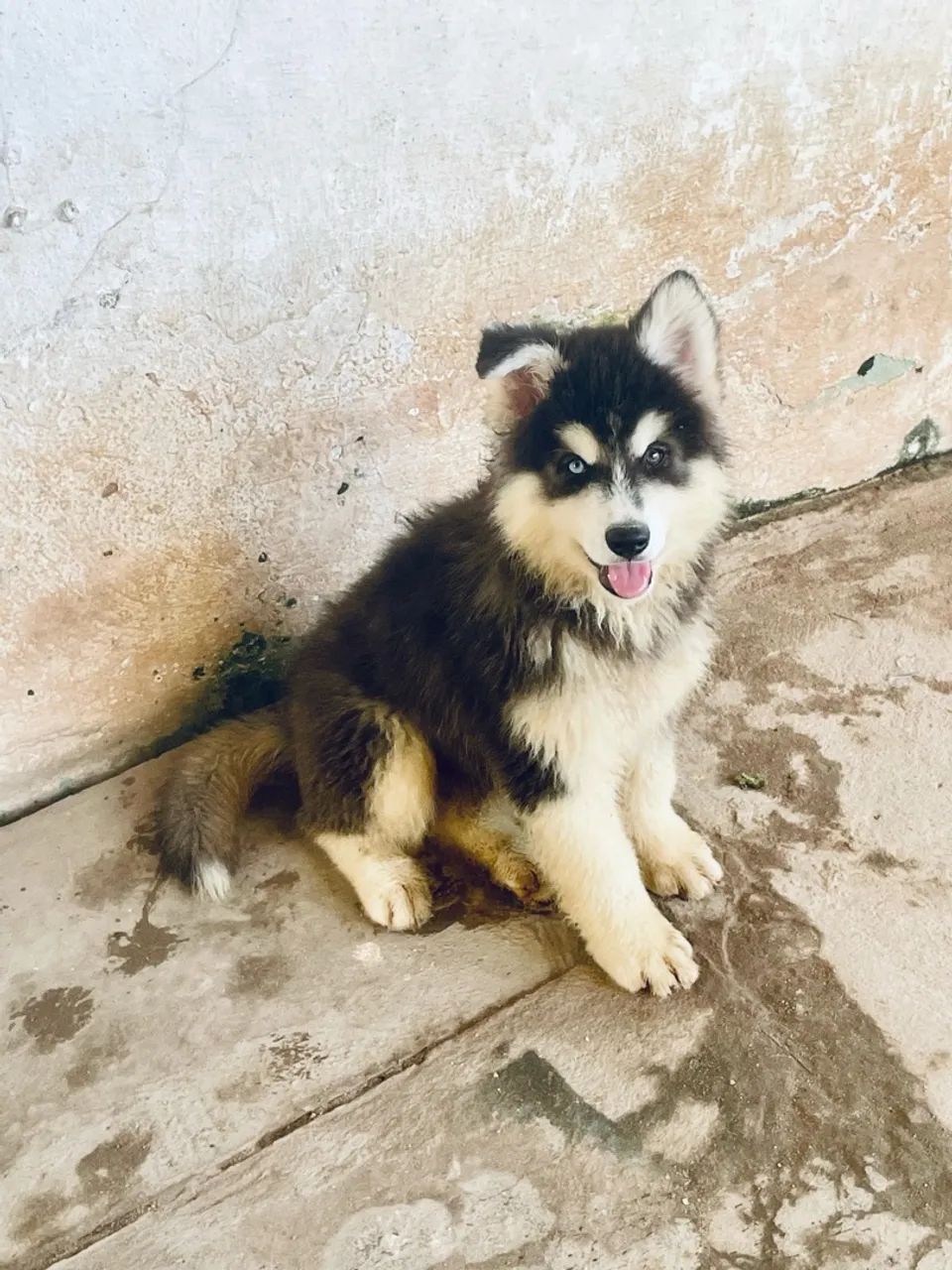 Philippines Labrador Askal Mix Puppy Philippines Small Dog Breeds