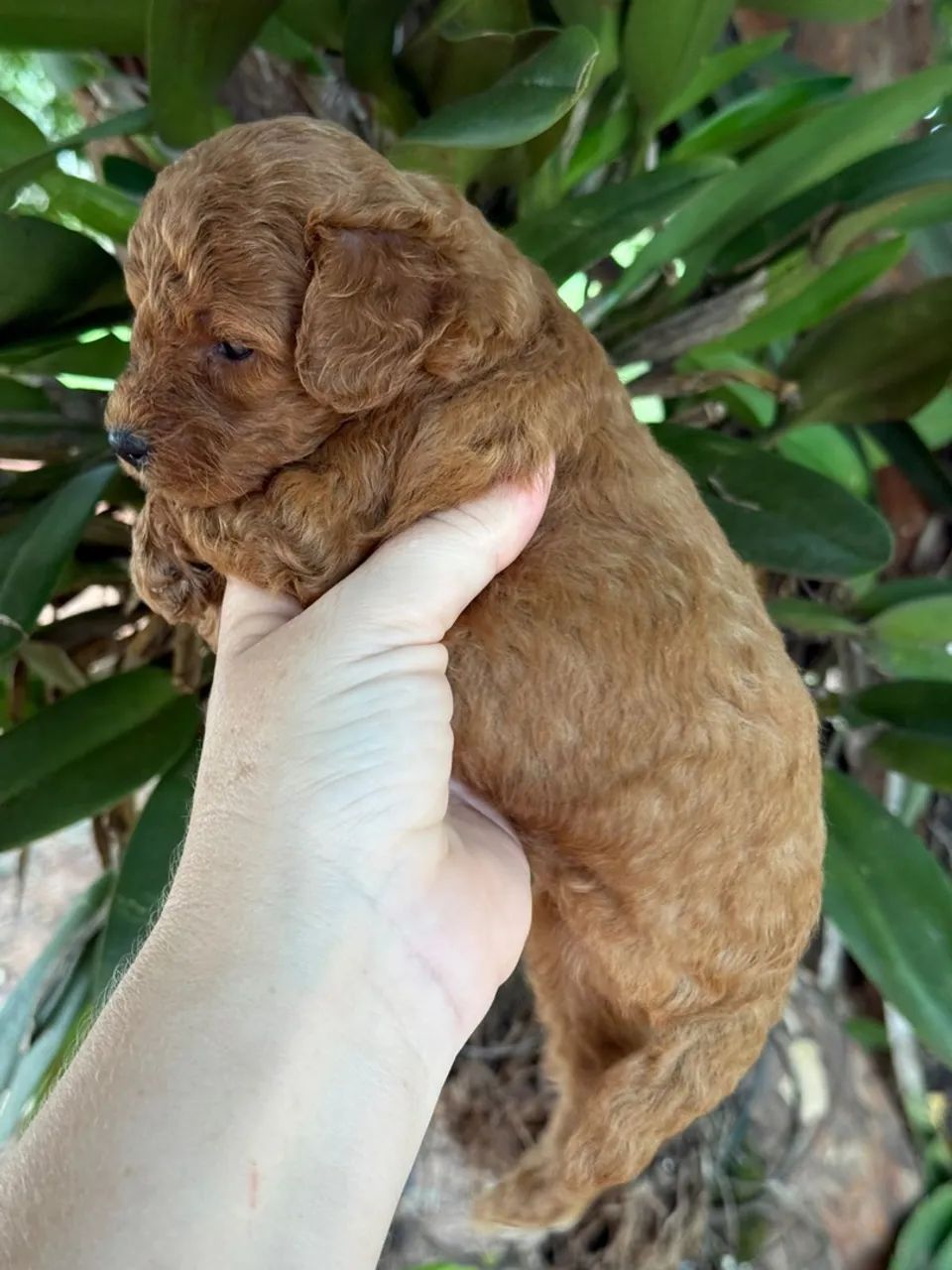 Poodle Toy Red lindos filhotes  - Foto 4