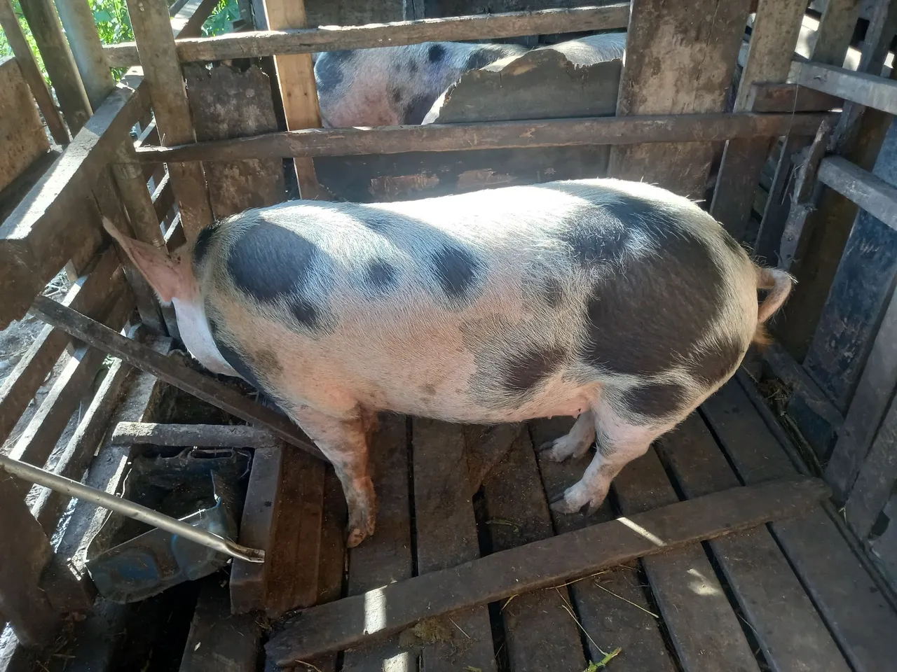 Porco a venda