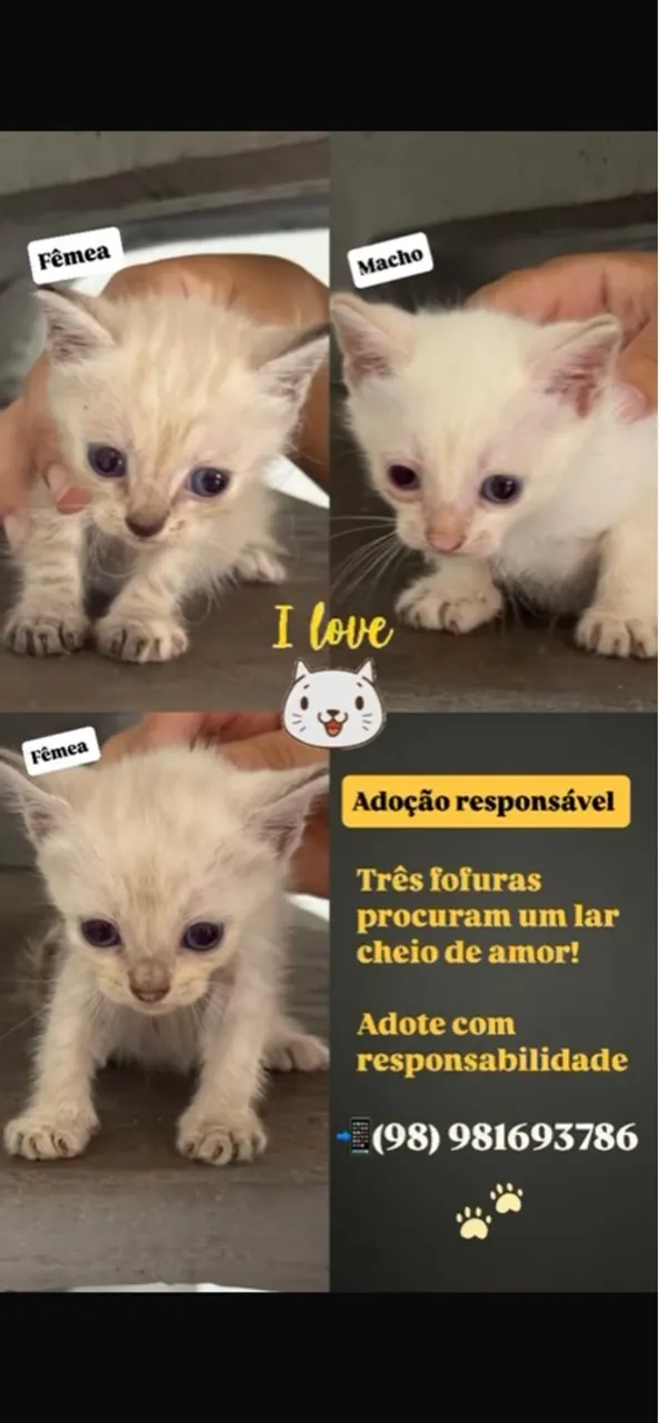 Adoção responsável 