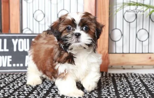 Shih-Tzu Mini Macho Tricolor Super Alegre e Dócil