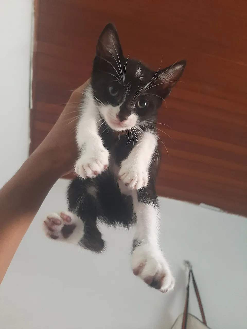 4 filhotes * adoção