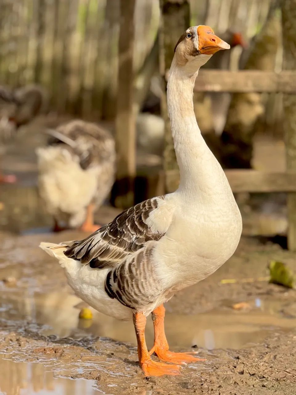 Ganso - animal de estimação - Foto 4