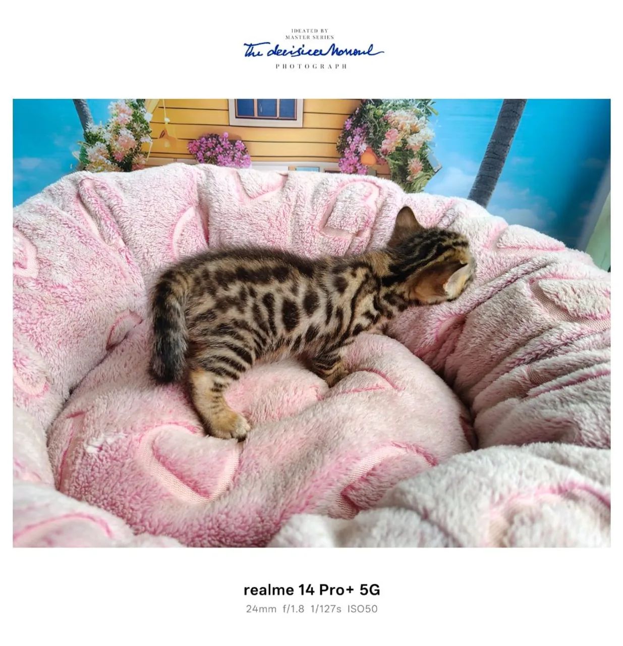 Bengal lindíssimos  - Foto 2