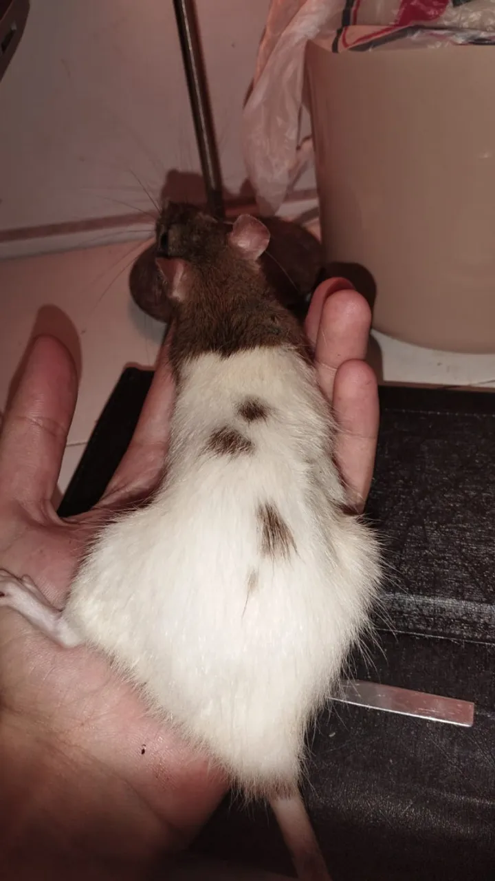 Doação 3 ratas twister (fêmeas)