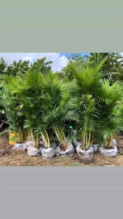 Palmeiras  - Foto 3