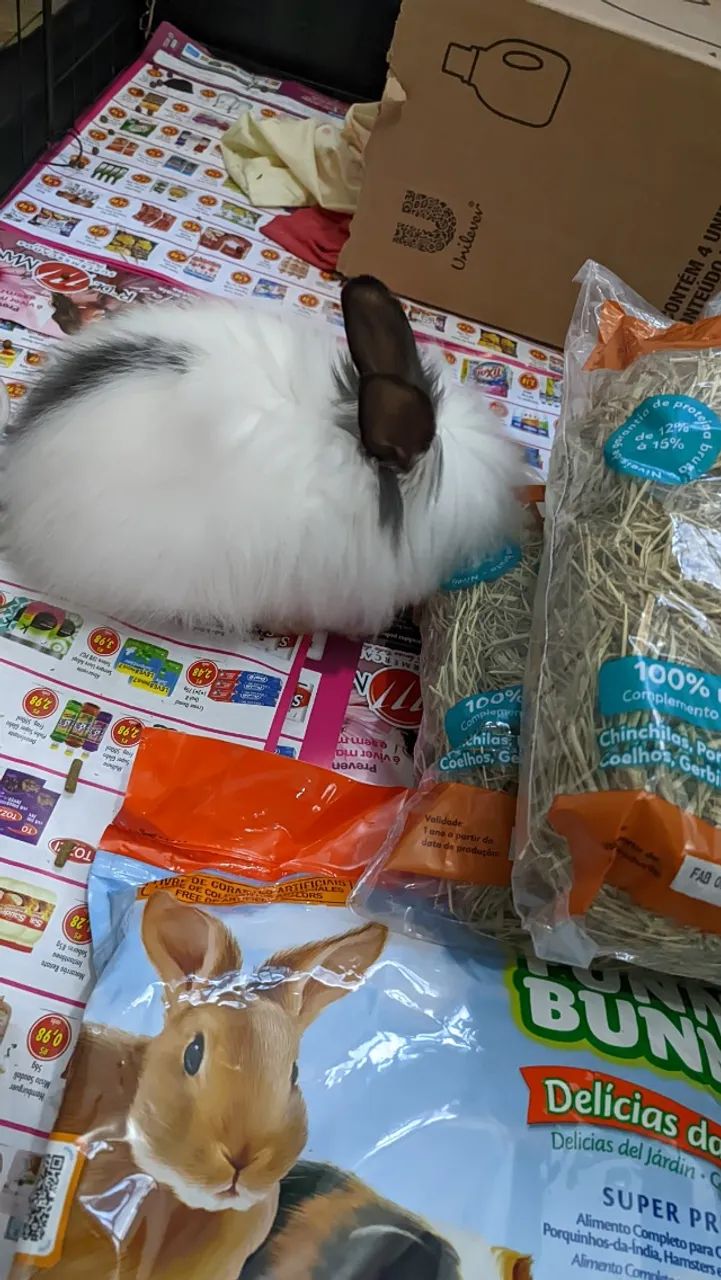 Vendo coelho Netherland + Assessórios  completo - Foto 5