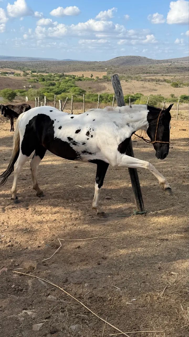 Cavalo Mangalarga  - Foto 2