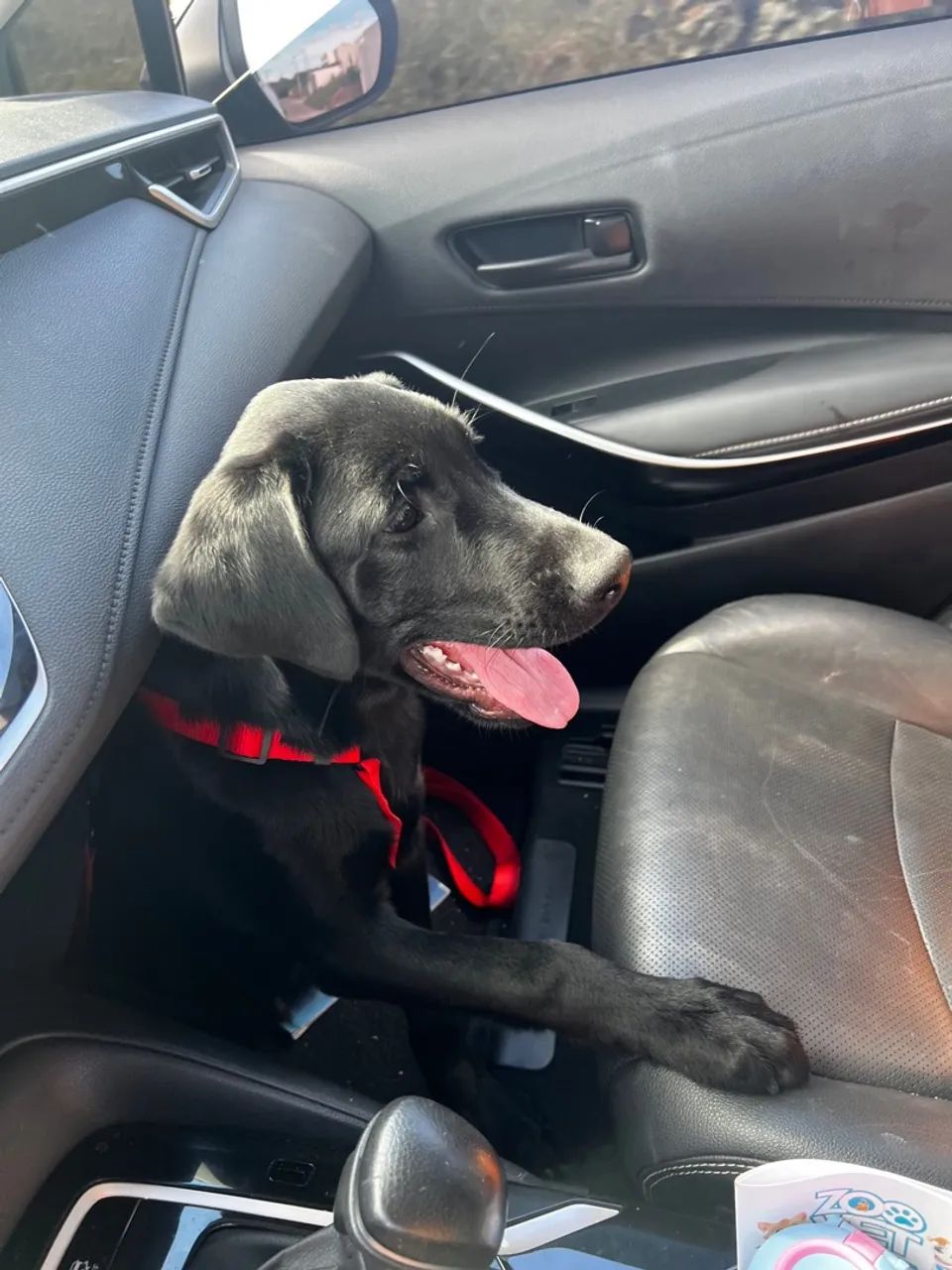 Estou doando esse cãozinho labrador de 4 meses - Foto 2