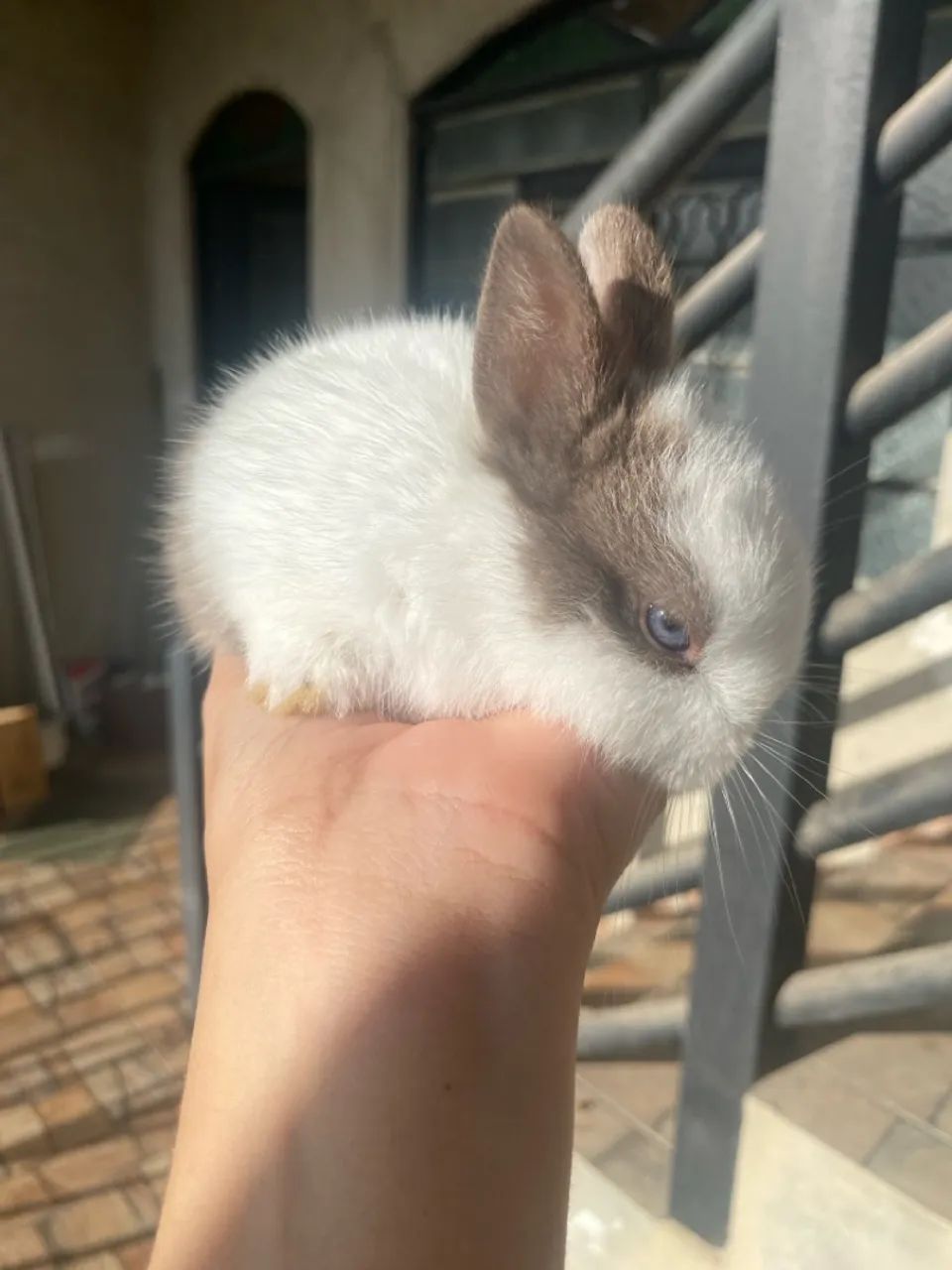 Mini coelho netherland olhos azuis