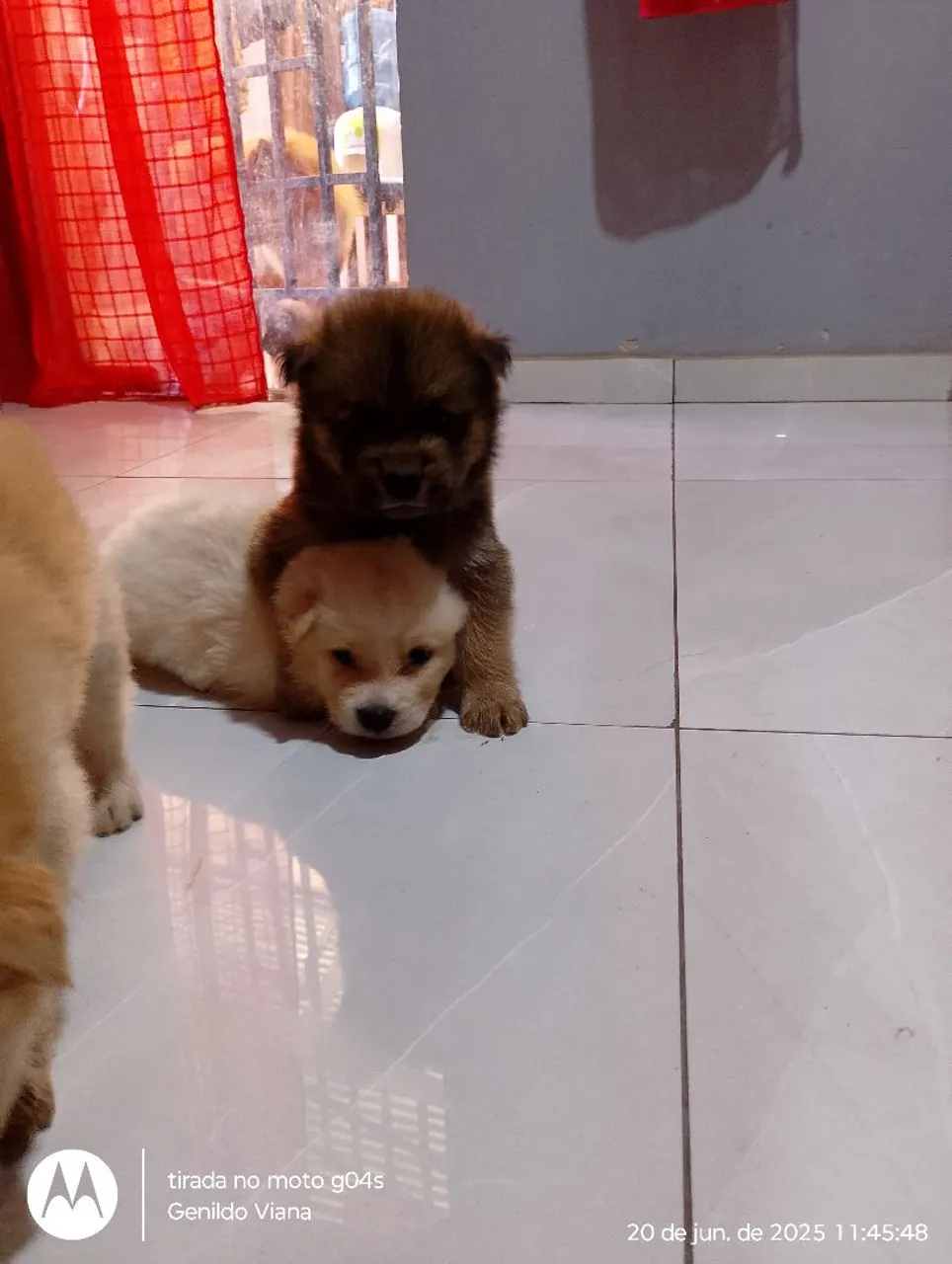 Filhotes de Chow Chow disponível pra vc que quer conseguir seu pet