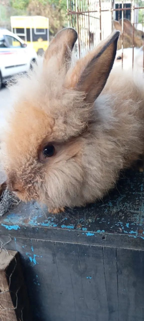 Filhote de Coelho da Raça Lion - Foto 3