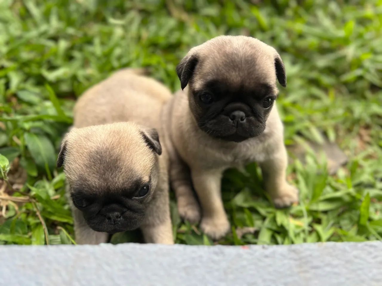 Filhote de Pug disponível macho **Faço entrega - Foto 4