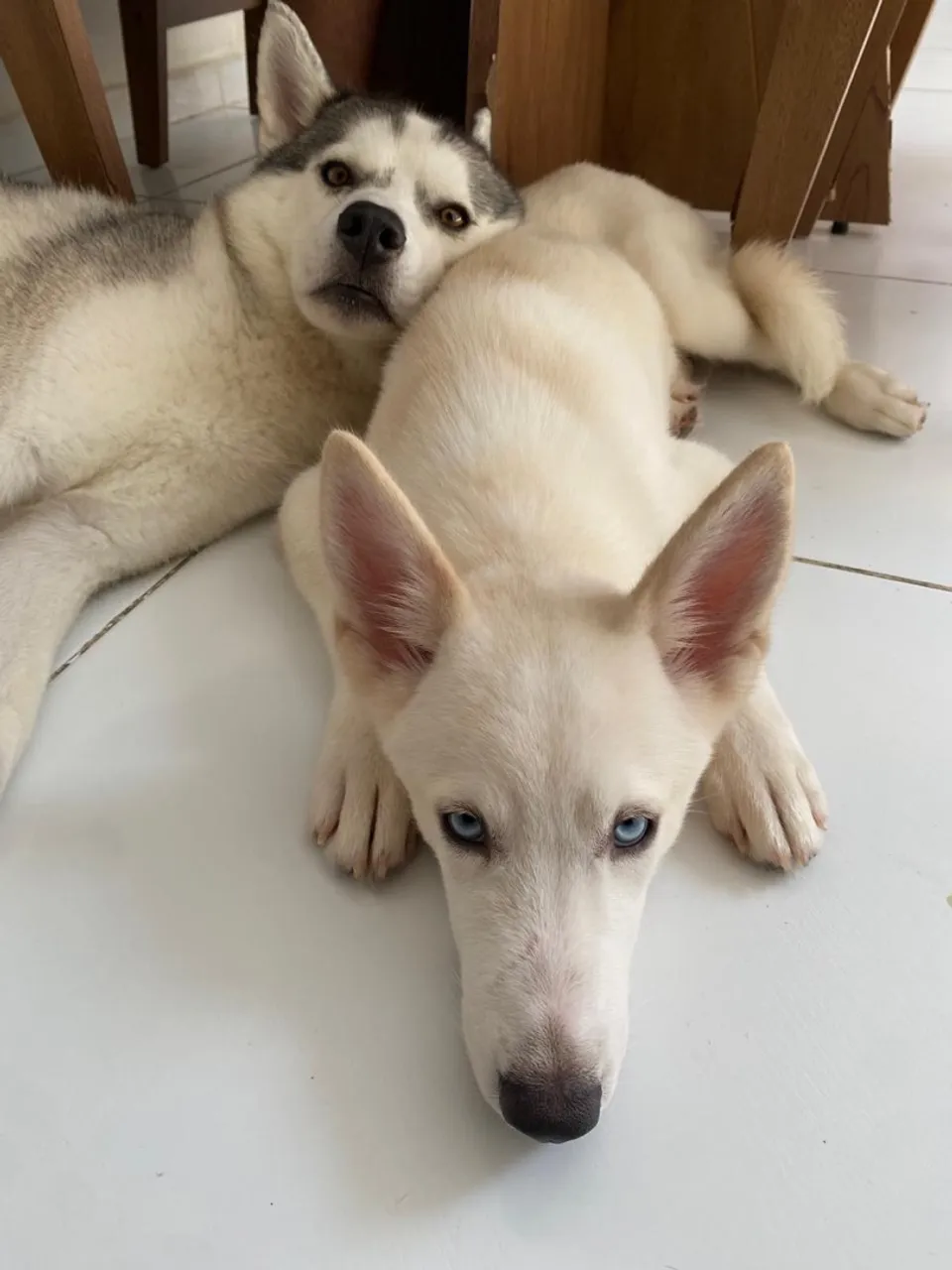 Husky Siberianos Lindos para Adoção