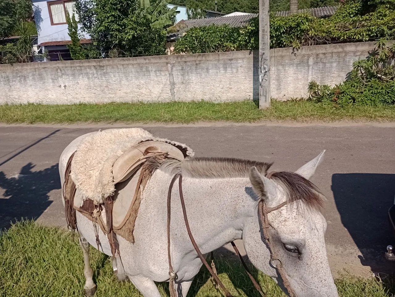 Vendo égua tordilha 9 anos  - Foto 2