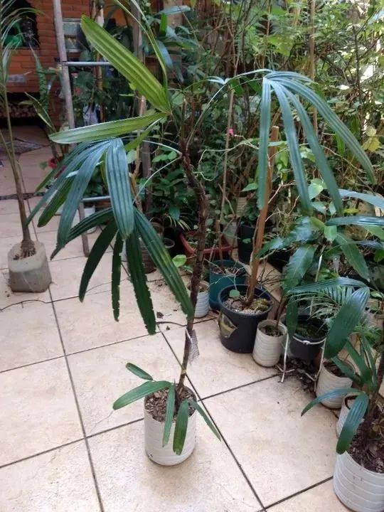Vendo Mudas de Rafia - Guarulhos  - Foto 4