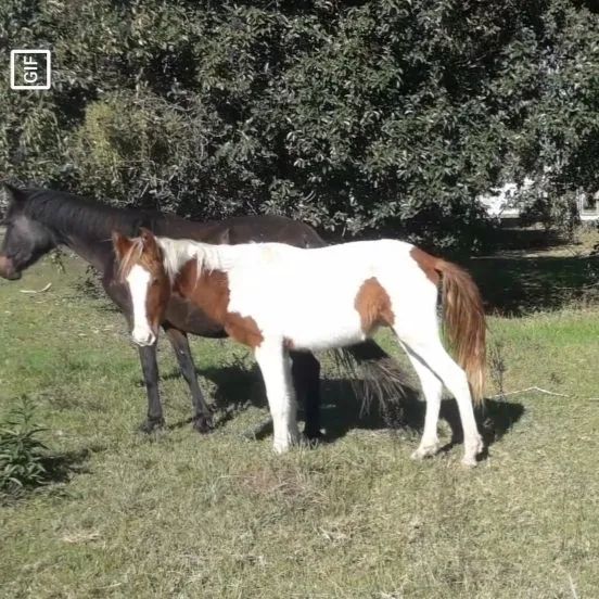 Cavalo Potro Marchador  - Foto 3