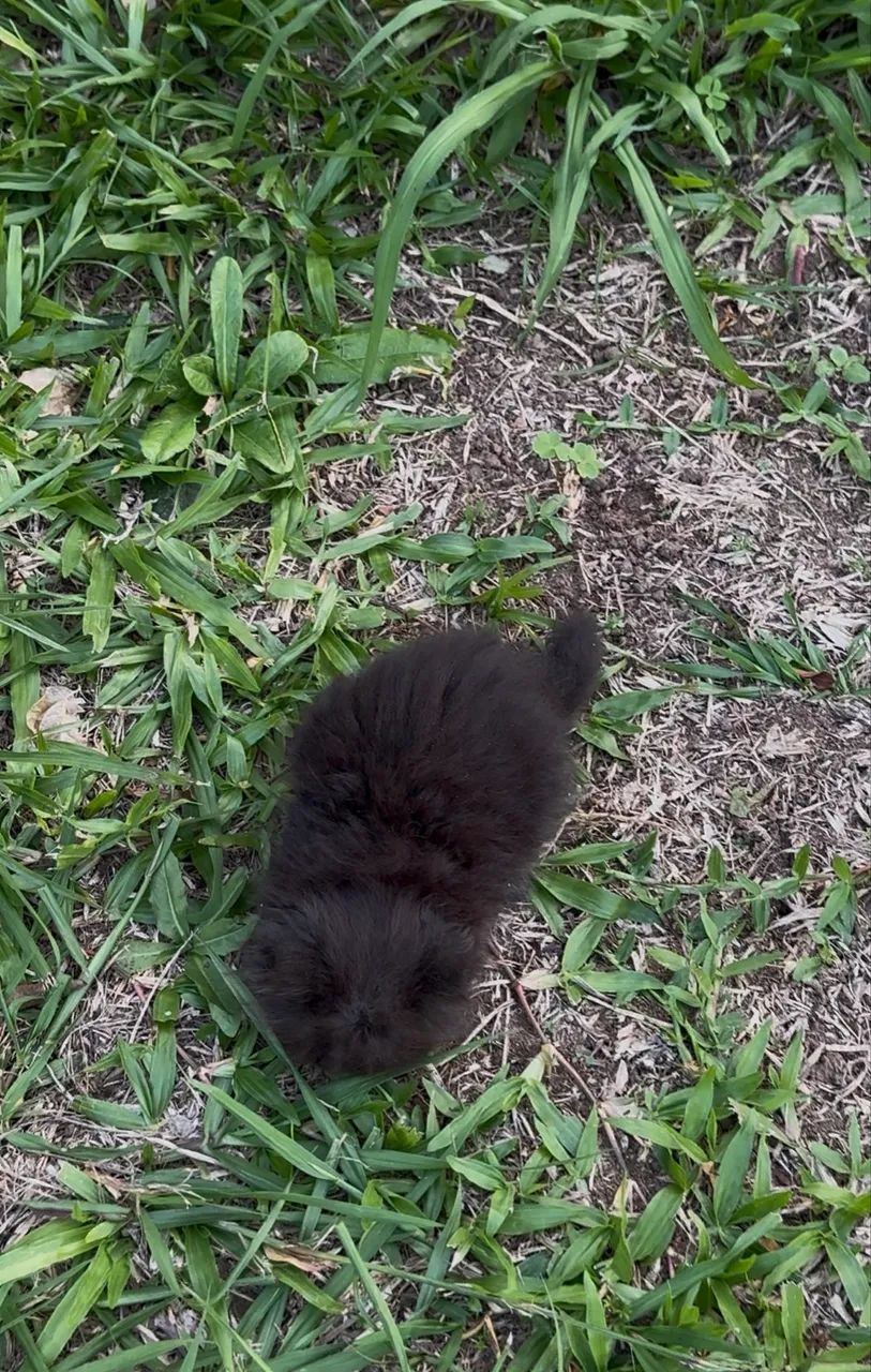 Gato Persa preto macho filhote **Faço entrega - Foto 3