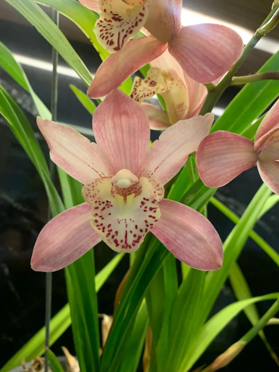 Orquídea Cymbidium  - Foto 5