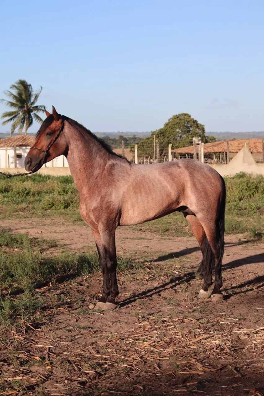 Cavalo Mangalargo Machador  - Foto 5
