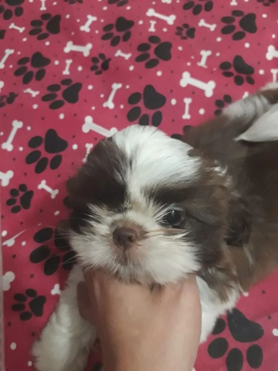 Shih tzu - Foto 3