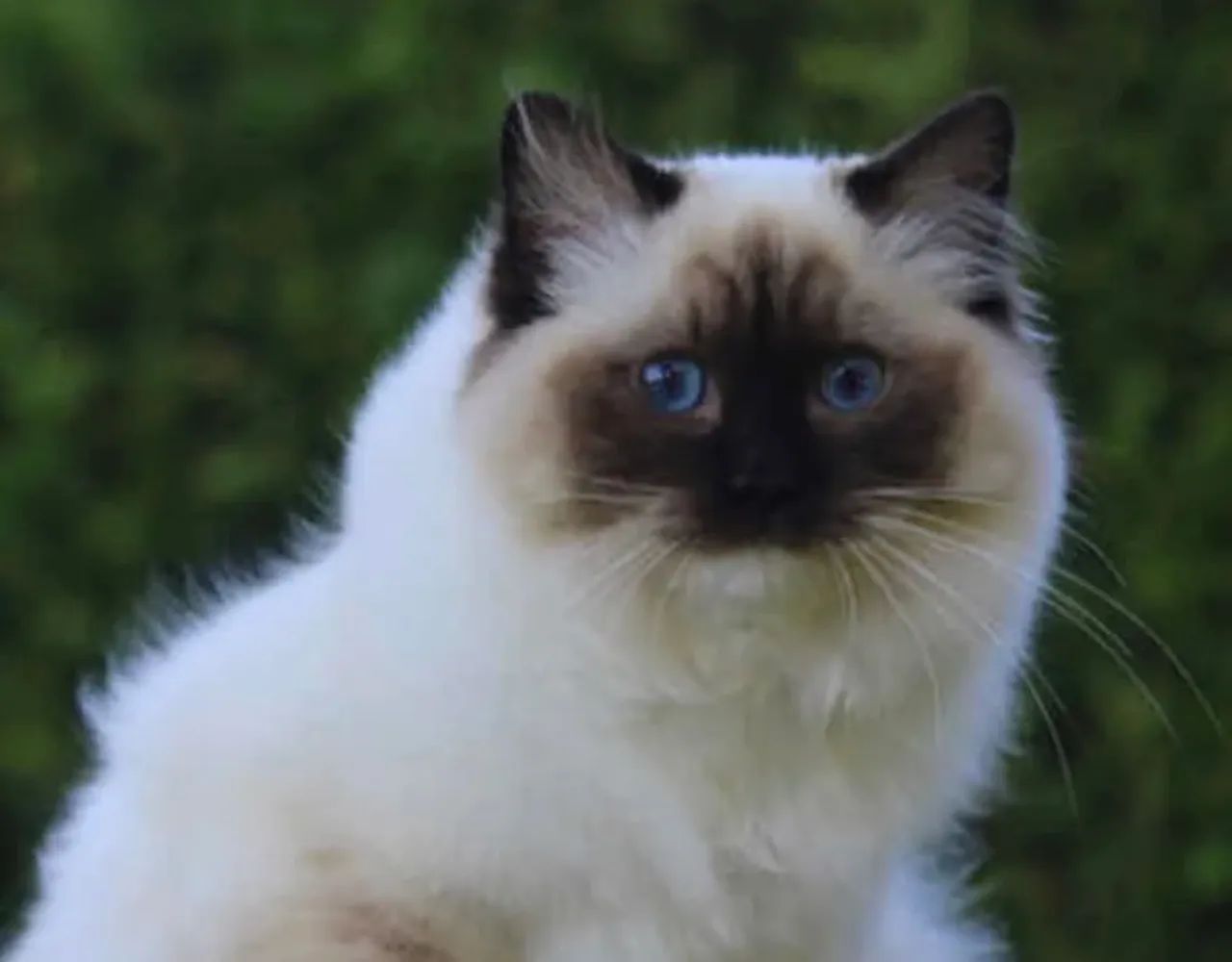 Filhotes de gato Ragdoll ou Siberiano - Foto 5