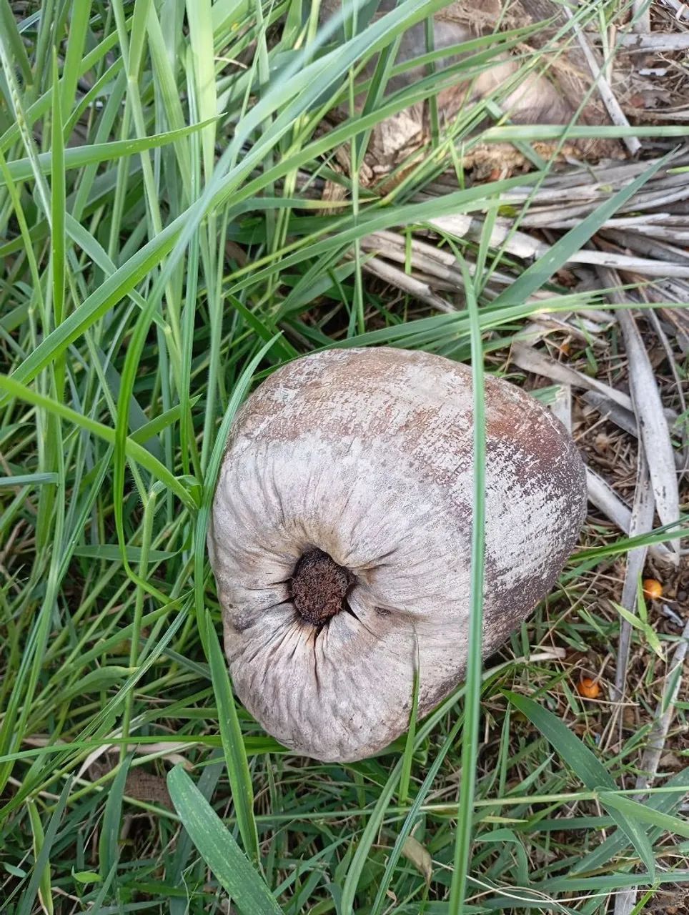 Coco seco com casca - Foto 4