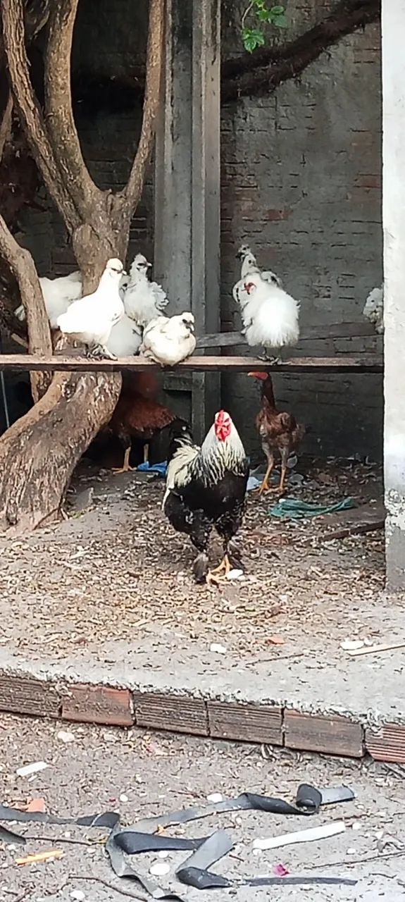 Galinhas diversas  - Foto 2