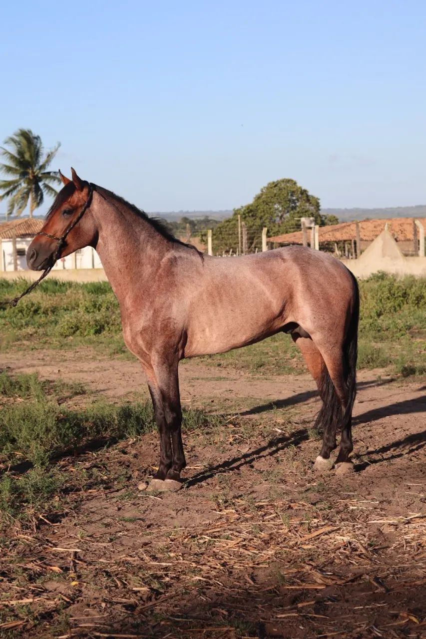 Cavalo Mangalargo Machador  - Foto 6