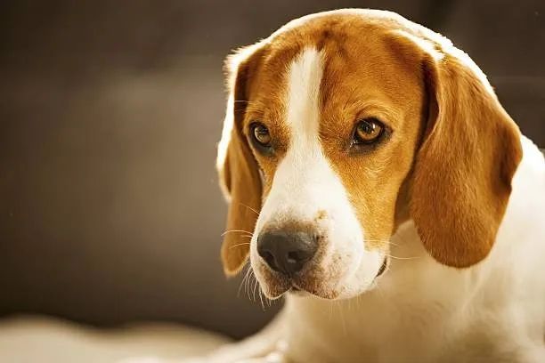 Beagle Muito Brincalhão ?
